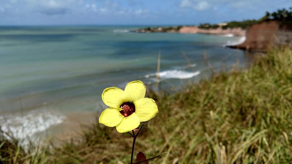 Flor amarela na praia em Tabatinga 