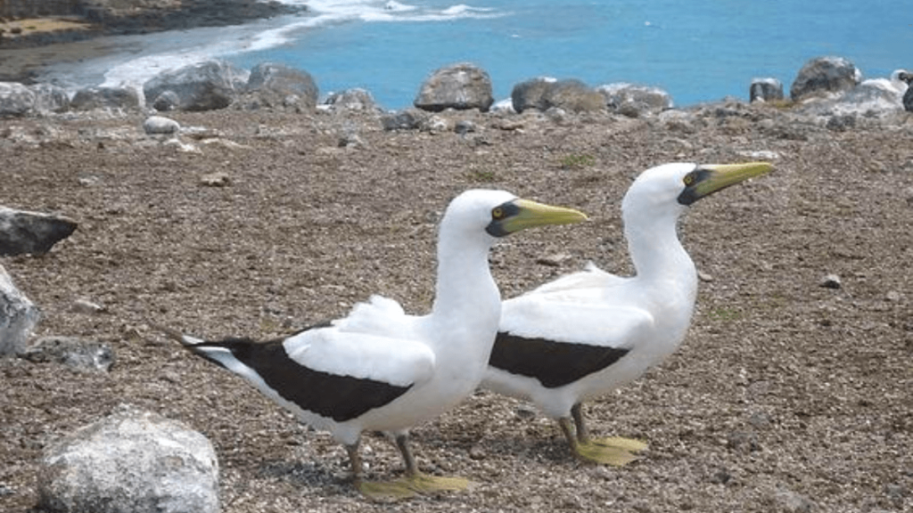 Aves na Ilha Siriba 